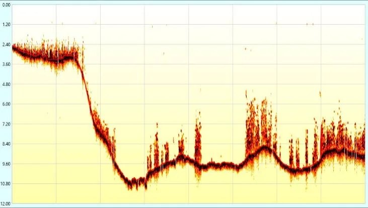 Echogram showing the bottom trace and vegetation signal