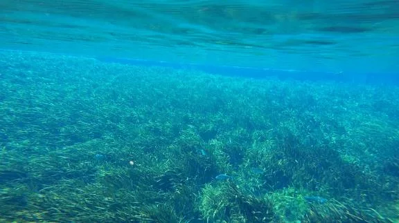 Underwater view of dense sub-aquatic vegetation covering the Silver River bottom